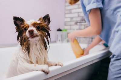Pet Grooming and Pet Sitting Insurance in Gilbert, AZ by Better Buyer Insurance, LLC.