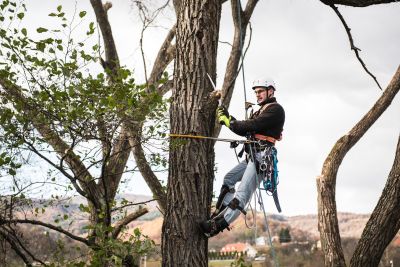 Tree Trimming Insurance in Gilbert, AZ by Better Buyer Insurance, LLC.